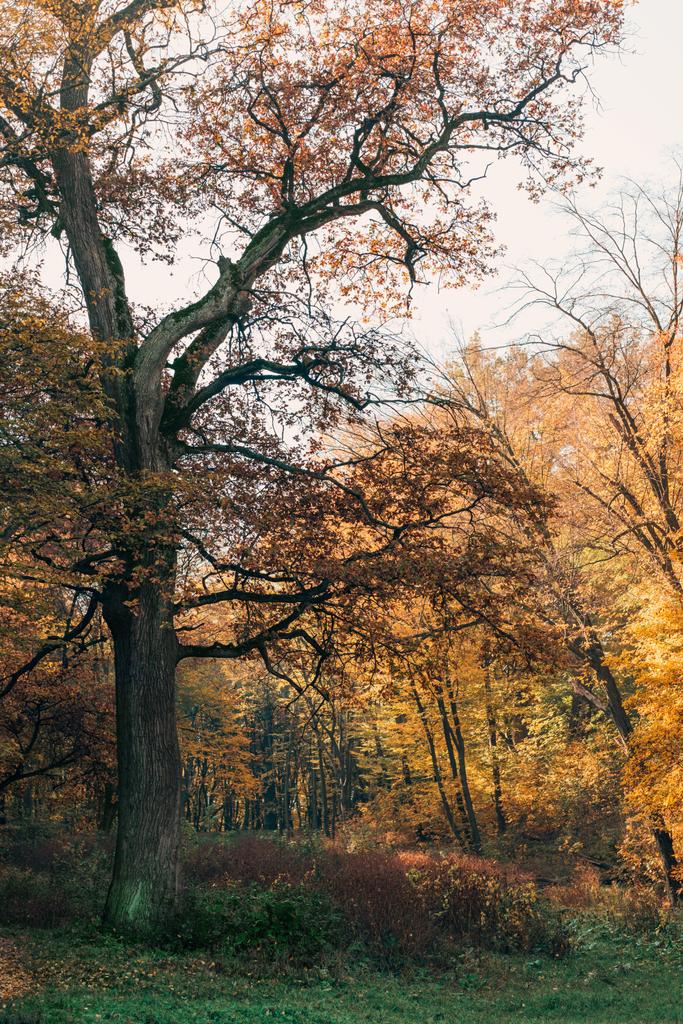 Árvore velha com folhas de outono em ramos em floresta pacífica
  - Foto, Imagem