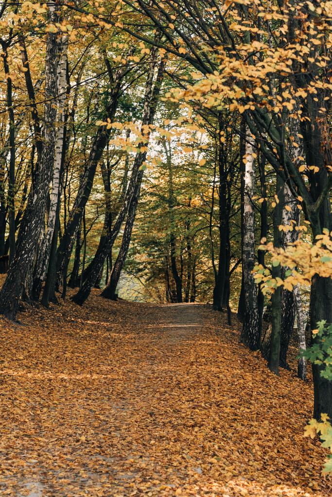 Weg mit abgefallenem Laub im friedlichen Herbstwald - Foto, Bild