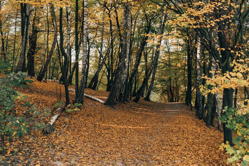 Kaatuneet lehdet polulla syksyllä metsässä
 - Valokuva, kuva