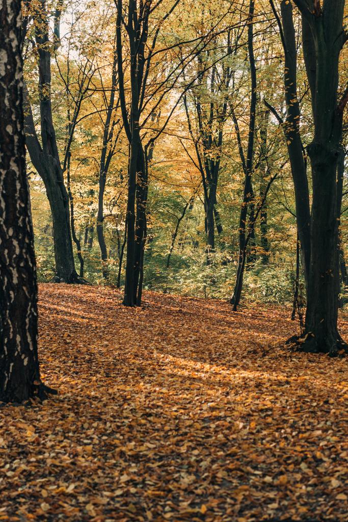 Жовті опале листя біля дерев в осінньому лісі
 - Фото, зображення