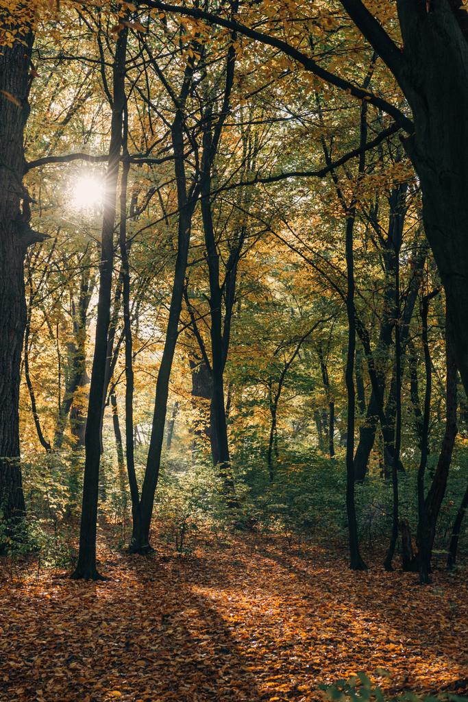 落ち葉で黄色の秋の森の中の太陽 ロイヤリティフリー写真 画像素材