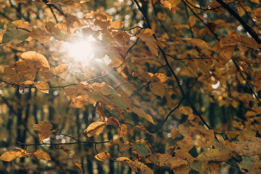 Focus selettivo di rami d'albero con luce solare nella foresta
 - Foto, immagini