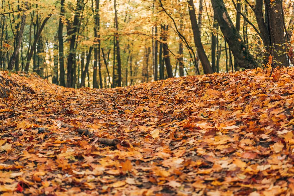 Selectieve aandacht van herfst bos met gevallen bladeren  - Foto, afbeelding
