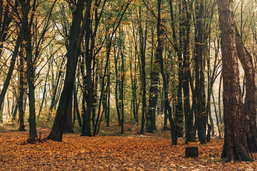 秋の森の木と黄色の落ち葉  - 写真・画像