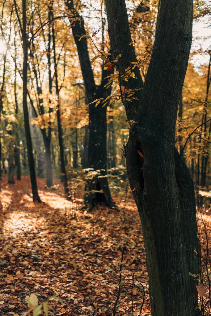 Вибірковий фокус стовбурів дерев в осінньому лісі
  - Фото, зображення