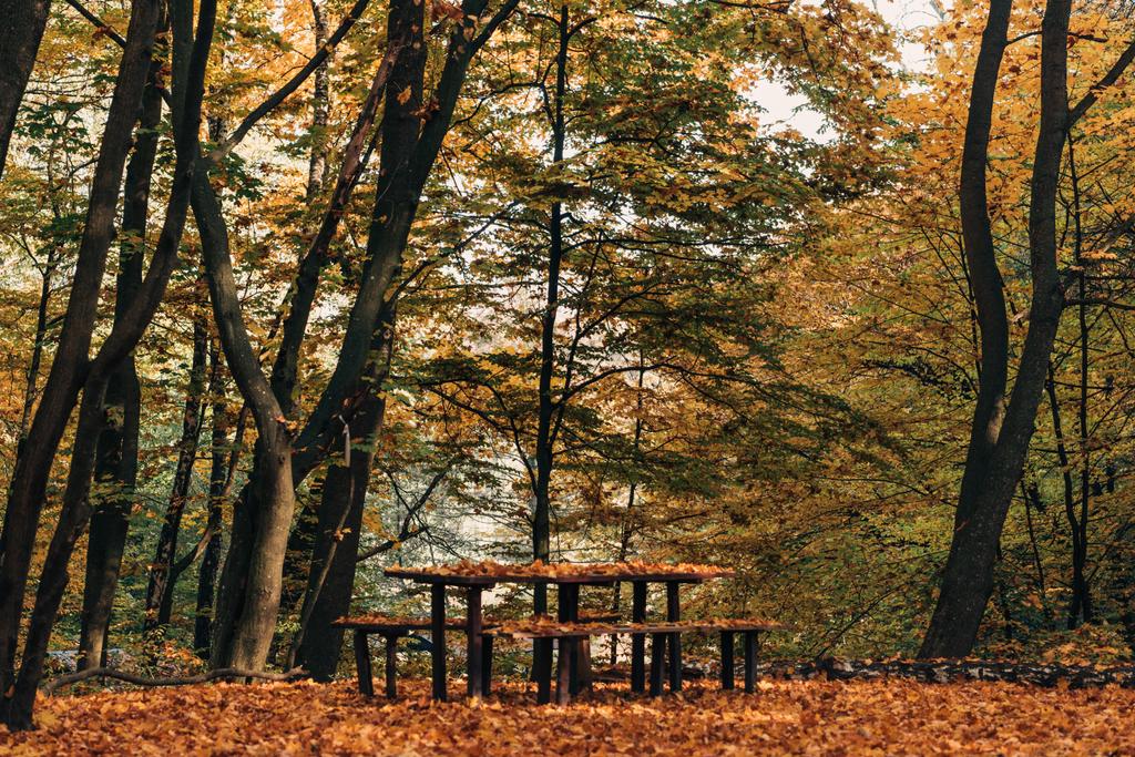 Panche e tavolo in legno nella tranquilla foresta autunnale
  - Foto, immagini