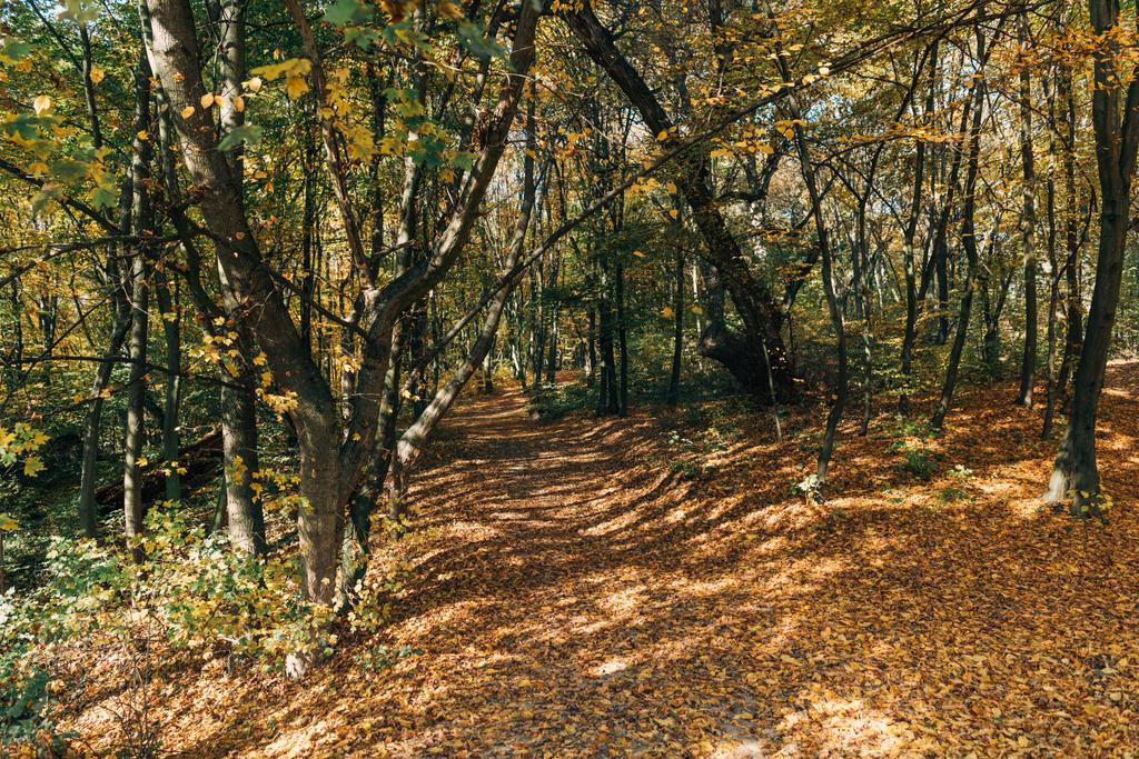 Мирний осінній ліс з опалим листям
  - Фото, зображення