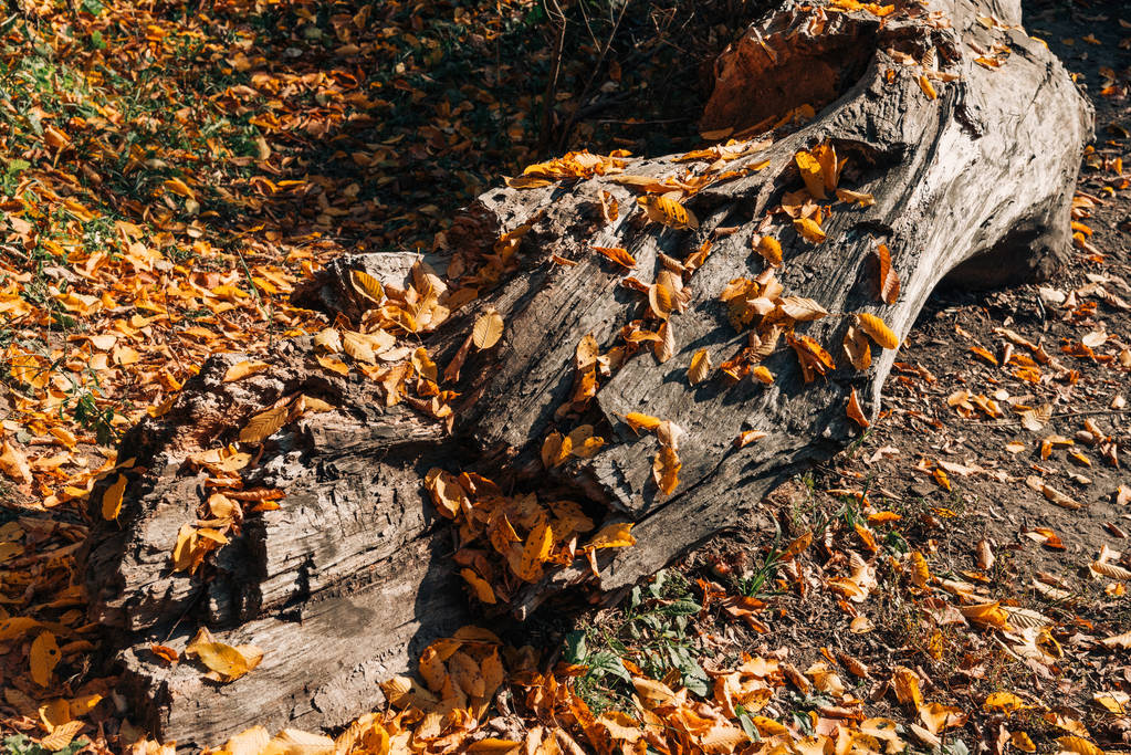 Gefallene Herbstblätter in der Nähe riesiger Holzstämme  - Foto, Bild