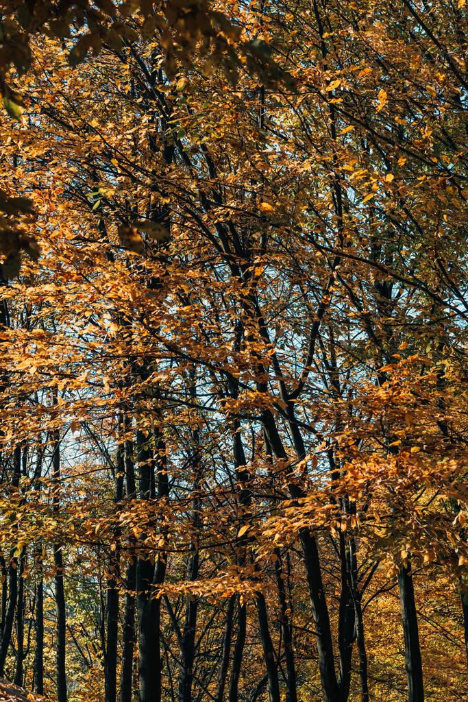 Gouden bladeren op boomtakken in herfst bos  - Foto, afbeelding