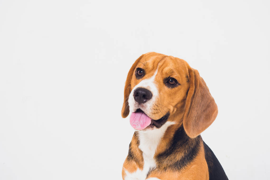 hermoso perro beagle aislado en blanco. cachorro joven
 - Foto, Imagen