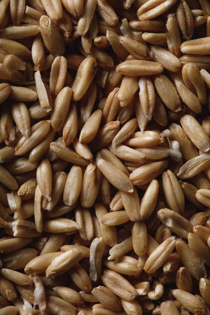 close up of oat groats as textured background with copy space - Photo, Image