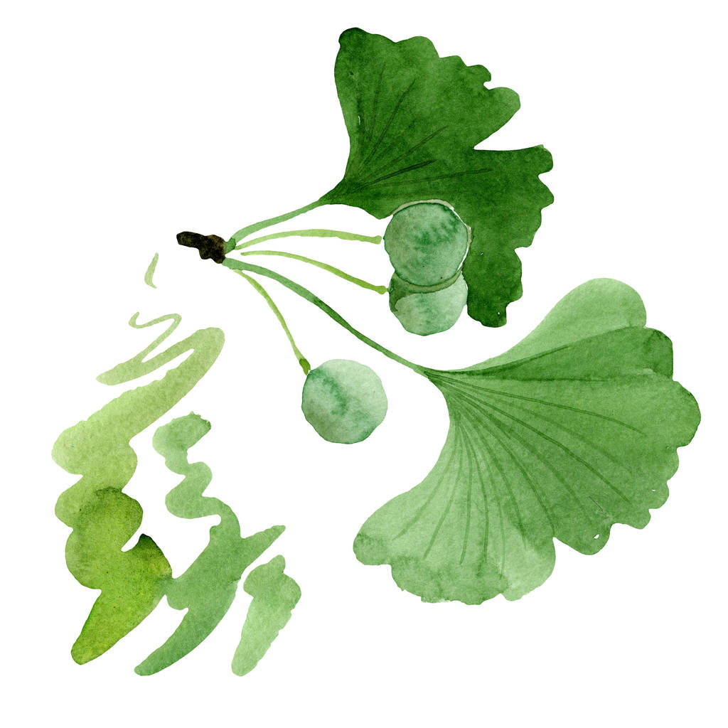 Green ginkgo biloba with leaves isolated on white. Watercolour ginkgo biloba drawing isolated illustration element. - Photo, Image