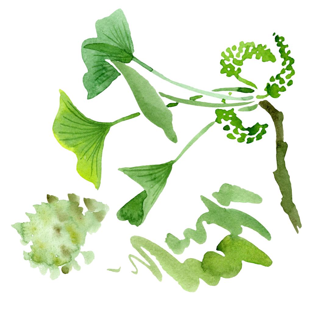 Ginkgo biloba verde con hojas aisladas en blanco. Acuarela ginkgo biloba dibujo elemento ilustrativo aislado
. - Foto, Imagen