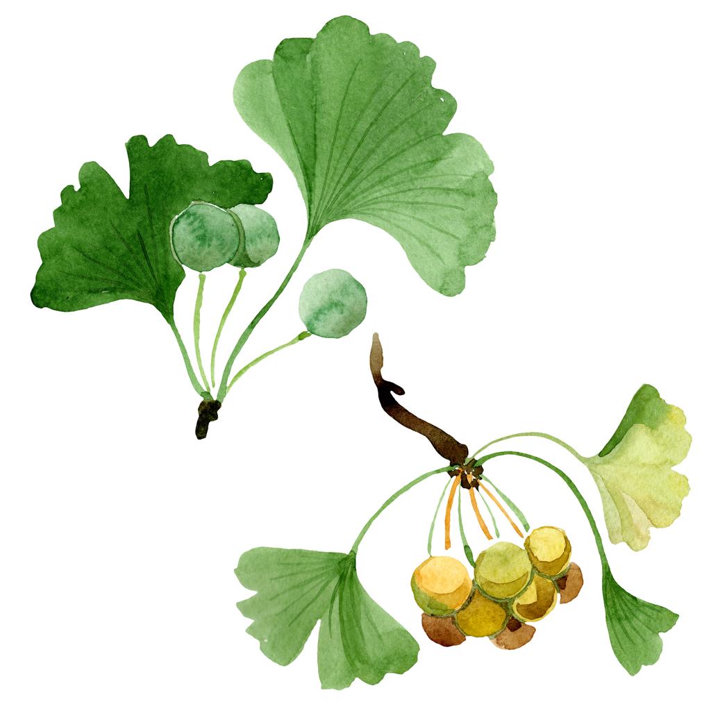 Groene ginkgo biloba met bladeren op wit wordt geïsoleerd. Aquarel ginkgo biloba tekening geïsoleerde afbeelding element. - Foto, afbeelding