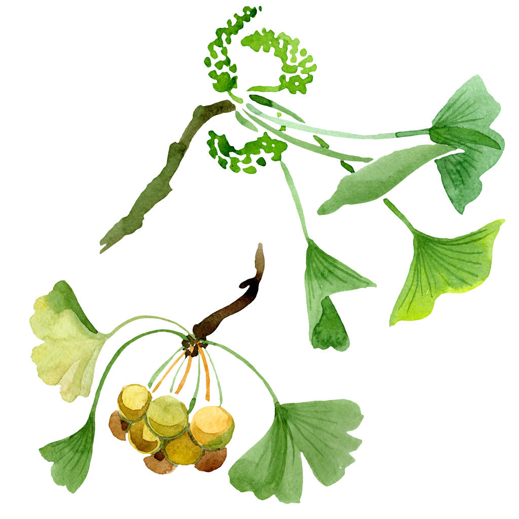 Groene ginkgo biloba met bladeren op wit wordt geïsoleerd. Aquarel ginkgo biloba tekening geïsoleerde afbeelding element. - Foto, afbeelding