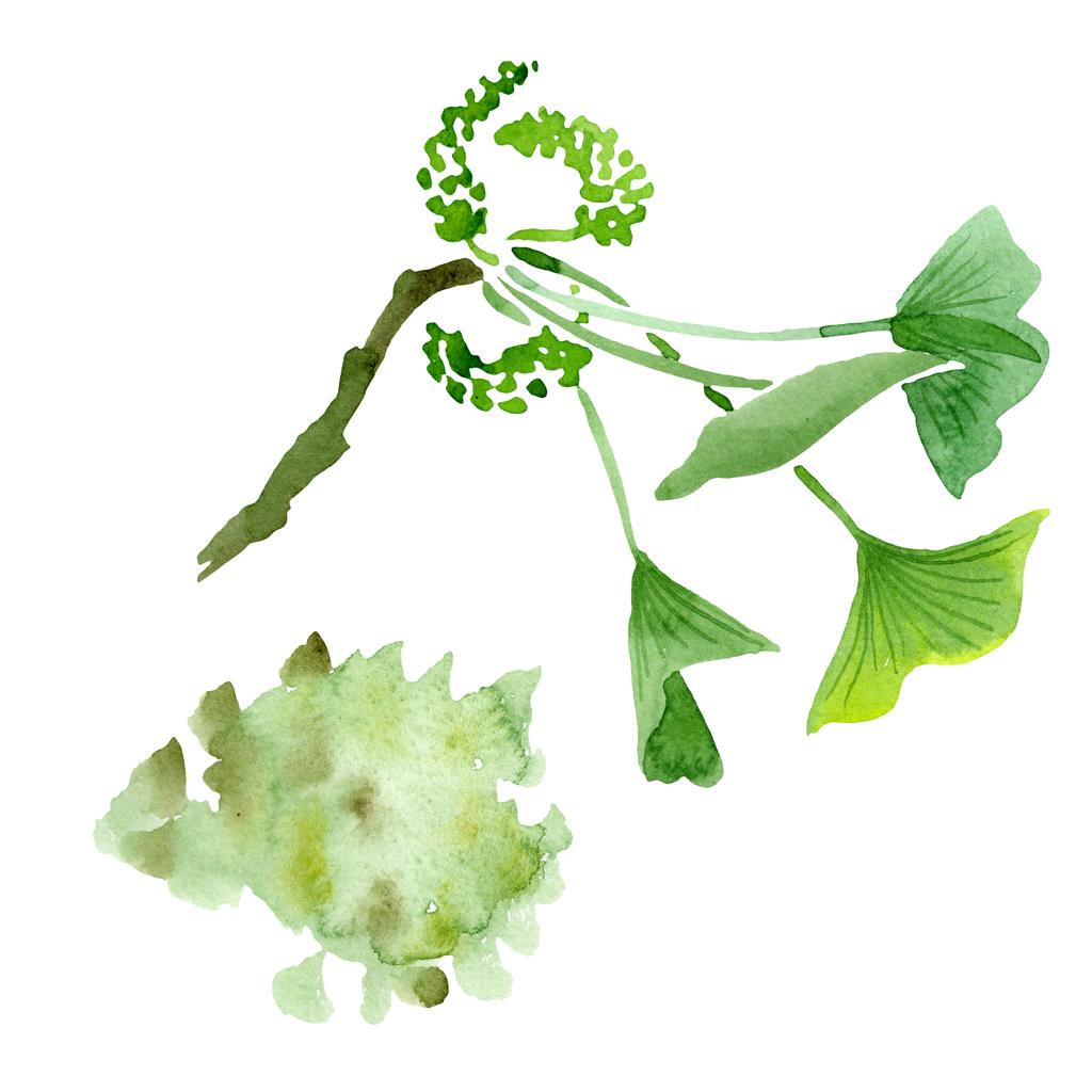Ginkgo biloba verde con hojas aisladas en blanco. Acuarela ginkgo biloba dibujo elemento ilustrativo aislado
. - Foto, imagen