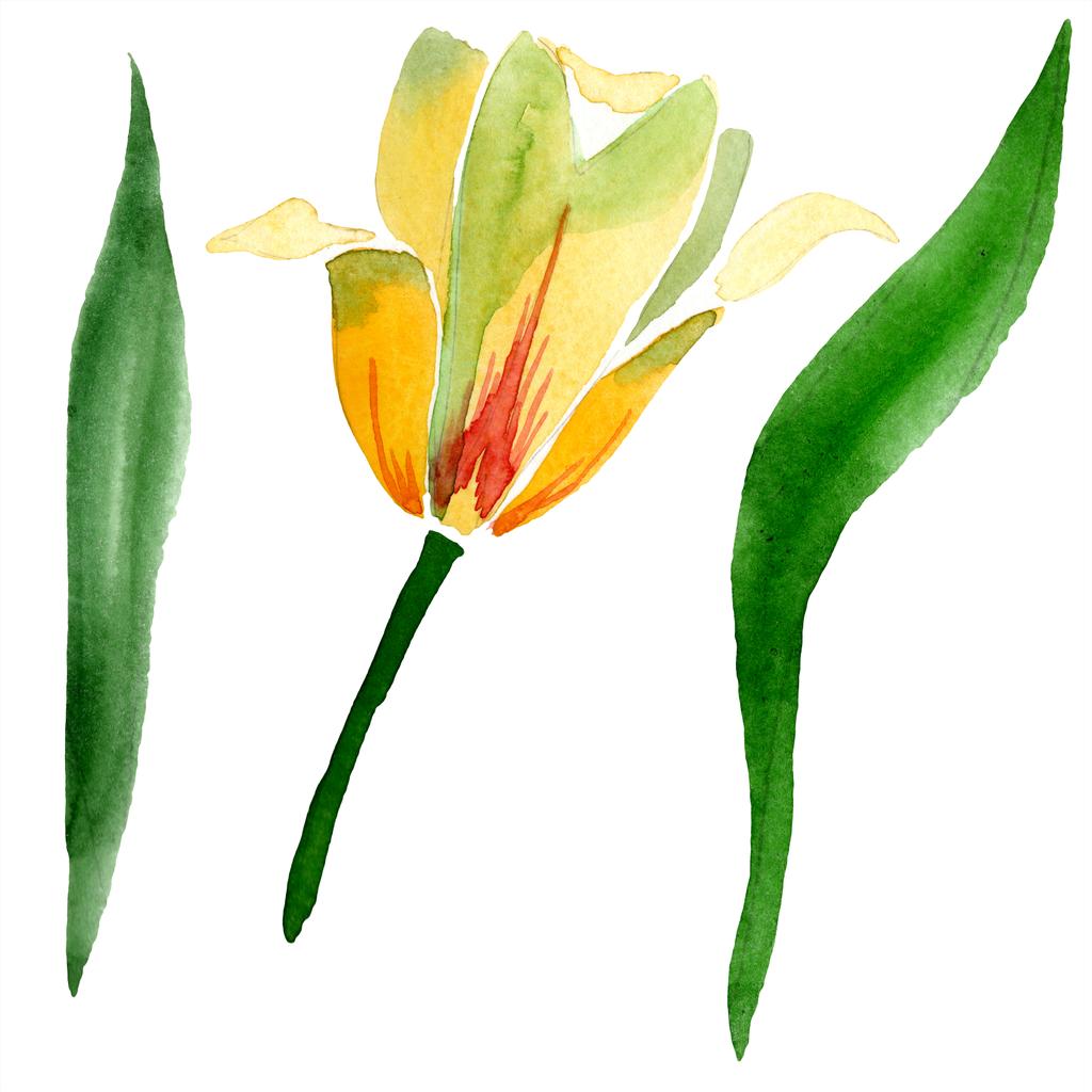 Mooie gele tulp met groene bladeren op wit wordt geïsoleerd. Aquarel achtergrond illustratie. Geïsoleerde tulip bloem afbeelding element. - Foto, afbeelding