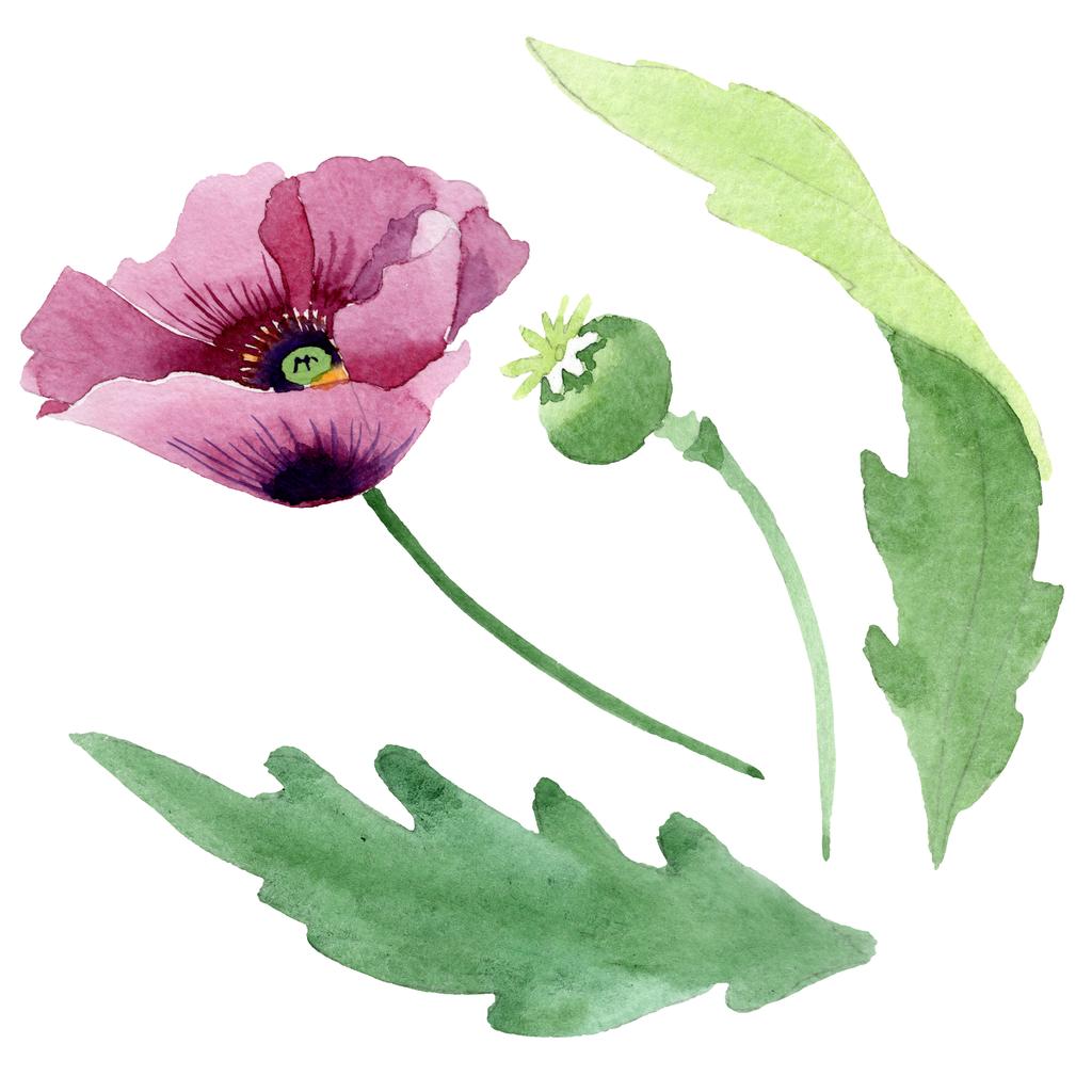 Mooie Bourgondische poppy bloem geïsoleerd op wit. Aquarel achtergrond illustratie. Aquarel tekenen mode aquarelle geïsoleerde poppy afbeelding element. - Foto, afbeelding