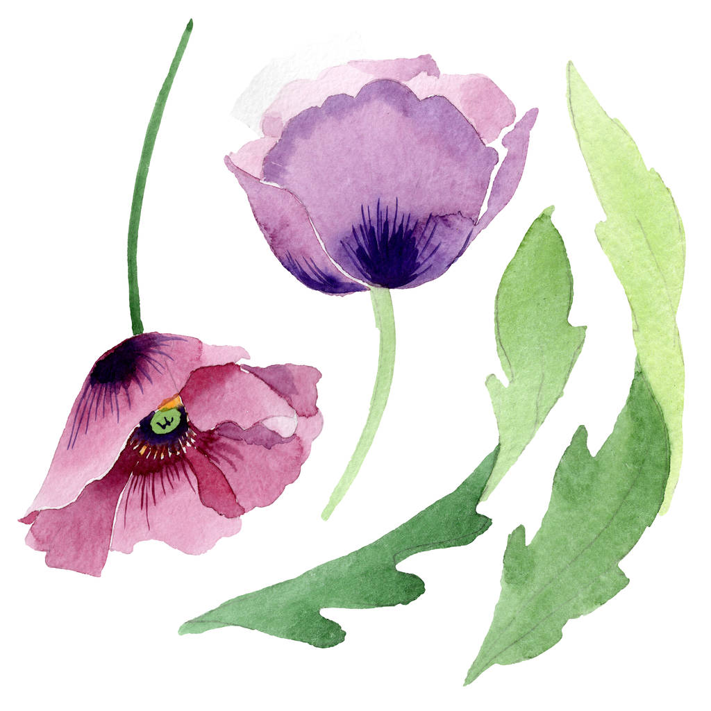 Beautiful burgundy poppy flowers isolated on white. Watercolor background illustration. Watercolour drawing fashion aquarelle isolated poppies illustration element. - Photo, Image