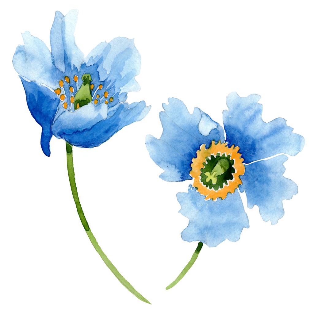 Beautiful blue poppy flowers isolated on white. Watercolor background illustration. Watercolour drawing fashion aquarelle isolated poppy flowers illustration element. - Photo, Image