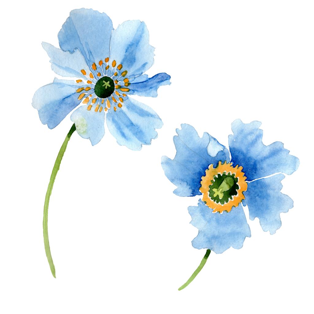 美しいブルーのけしの花は白で隔離。水彩画背景イラスト。水彩ファッション aquarelle 分離のポピーの花の図要素を描画. - 写真・画像
