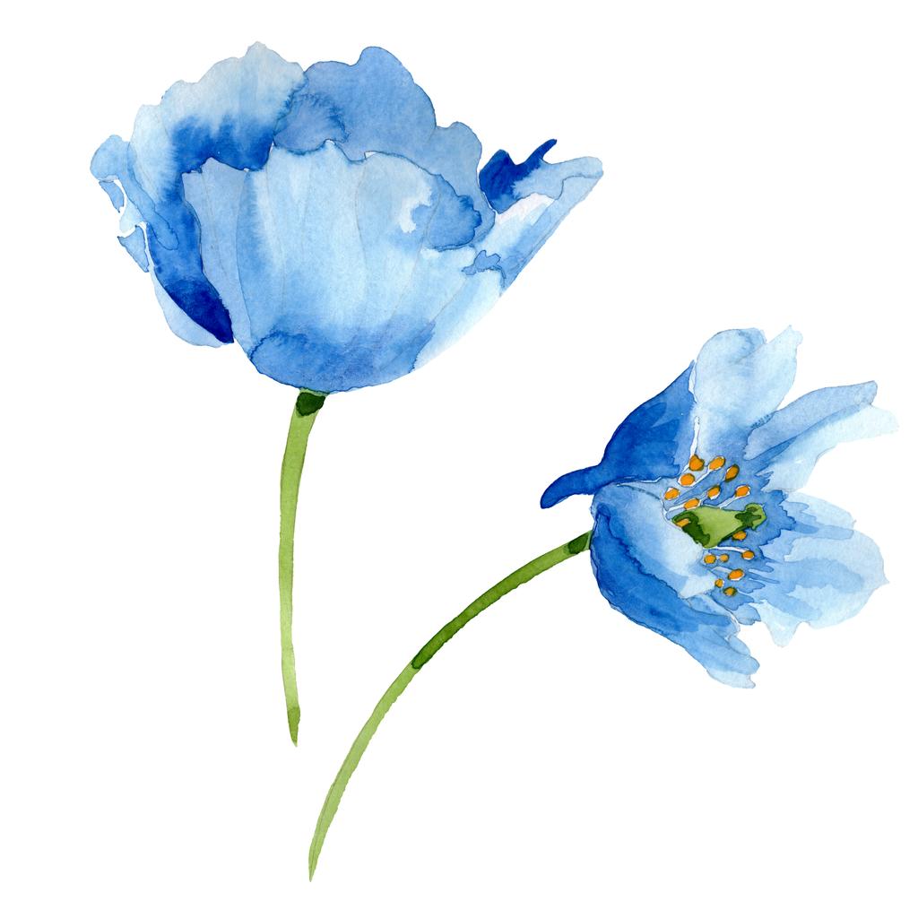 Красивые голубые цветы мака изолированы на белом. Акварельная фоновая иллюстрация. Элемент иллюстрации цветов мака акварель
. - Фото, изображение