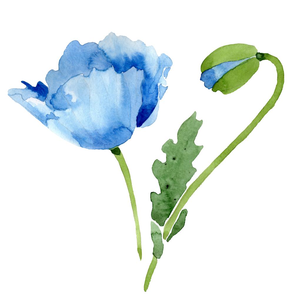 Gyönyörű kék mák virág és bimbó elszigetelt fehér. Akvarell háttér illusztráció. Akvarell, rajz, divat aquarelle elszigetelt mák ábra elem. - Fotó, kép