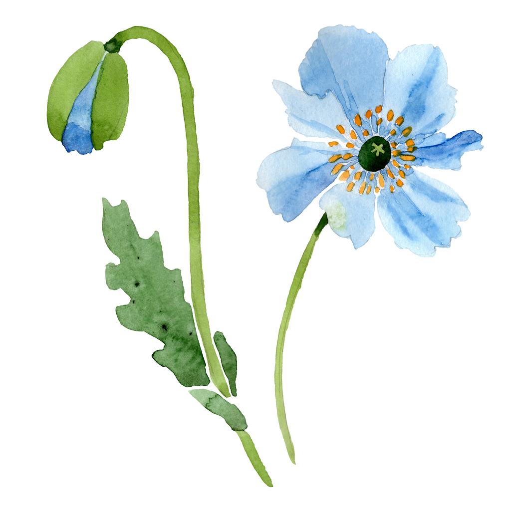 Mooie blauwe klaproos bloem en bud geïsoleerd op wit. Aquarel achtergrond illustratie. Aquarel tekenen mode aquarelle geïsoleerde poppy afbeelding element. - Foto, afbeelding