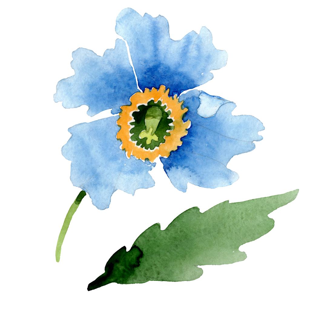 Krásný Modrý mák květ izolované na bílém. Ilustrace akvarel zázemí. Akvarel, kresba módní aquarelle izolované máku ilustrace prvek. - Fotografie, Obrázek