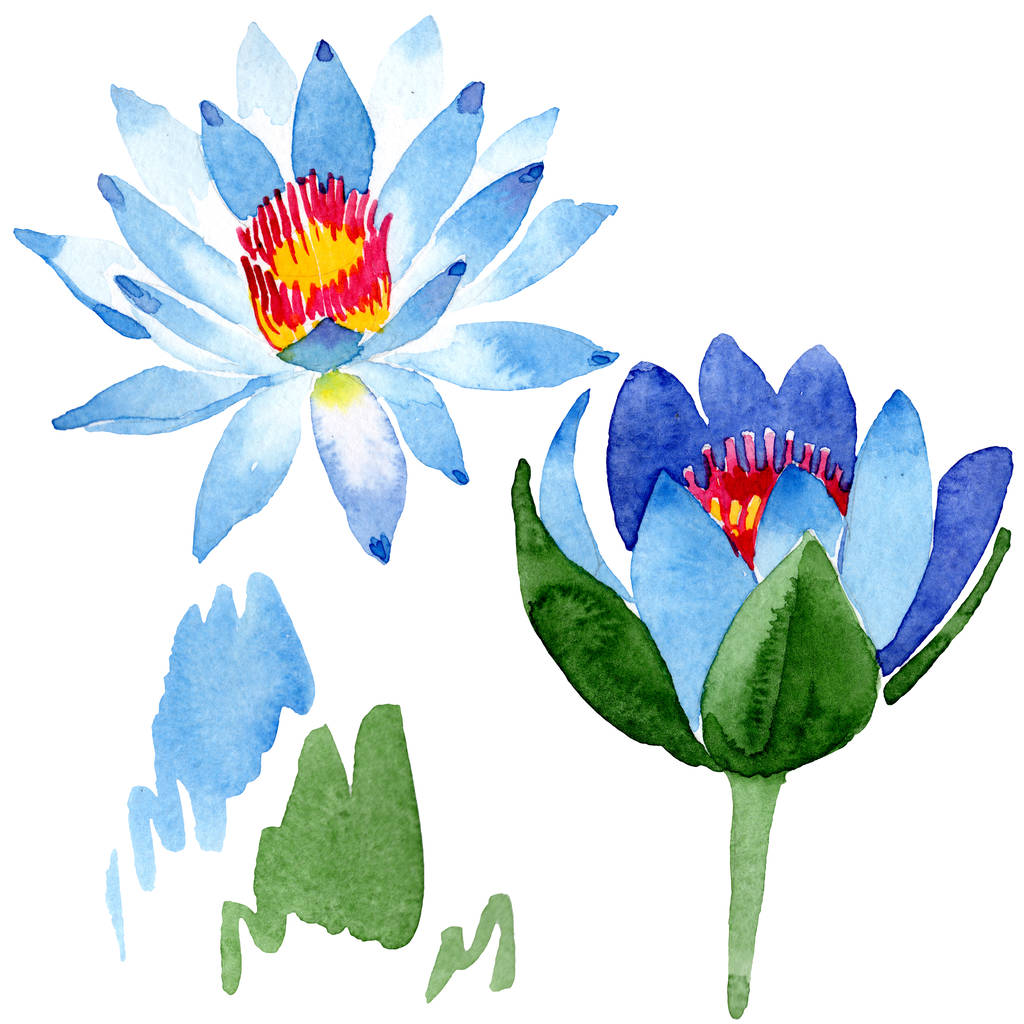 Foto e imagen de stock sin royalties de Hermosas Flores De Loto Azul  Aisladas En