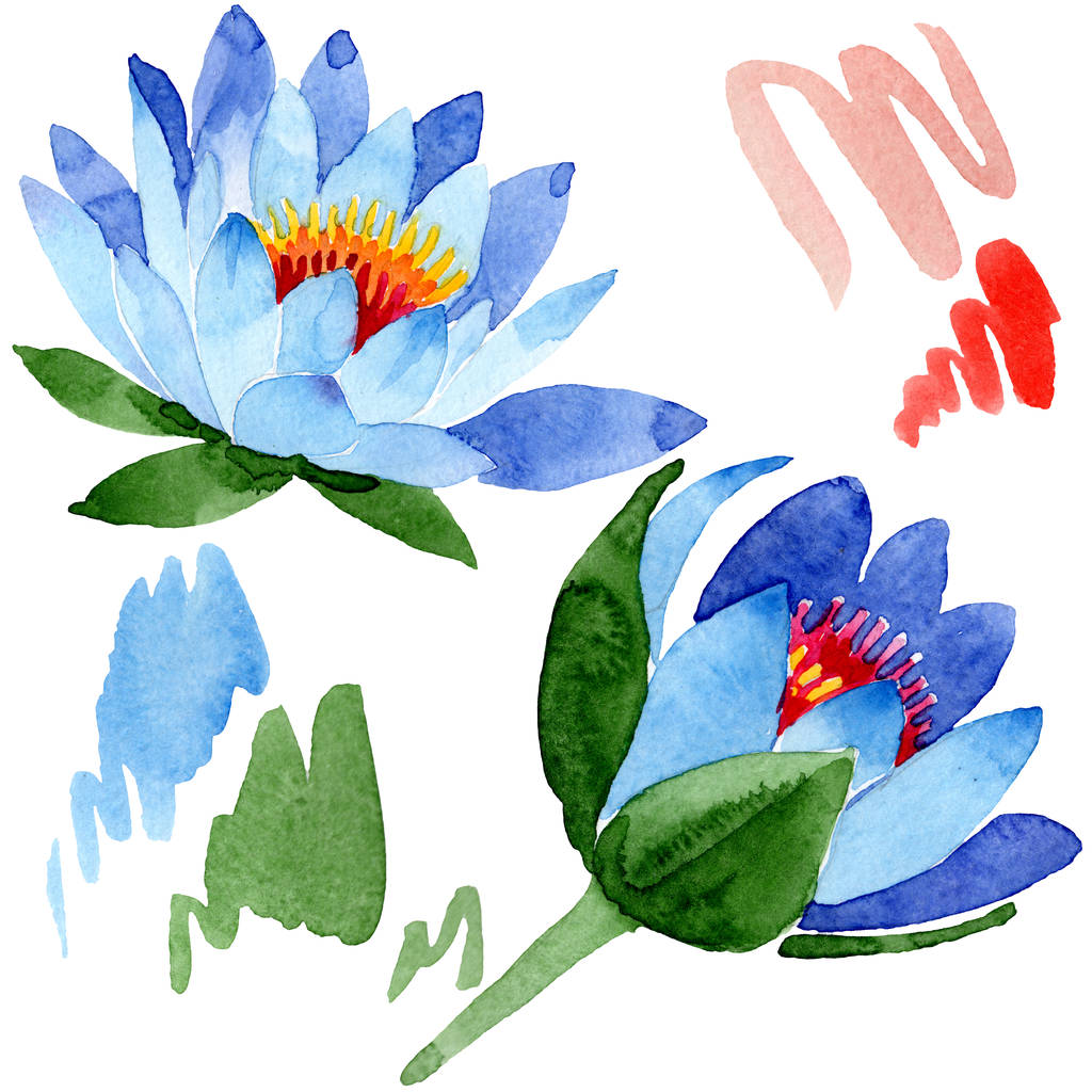 Beautiful Blue Lotus Flowers Isolated On White. Free Stock Photo and Image