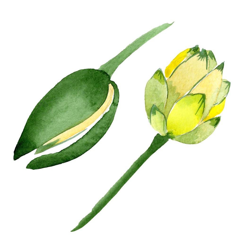 Beyaz izole sarı lotus çiçekleri. Suluboya arka plan illüstrasyon. Moda aquarelle izole lotus çiçekleri illüstrasyon öğe çizim suluboya - Fotoğraf, Görsel
