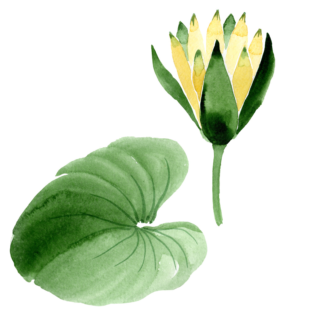 Beyaz izole sarı lotus çiçeği. Suluboya arka plan illüstrasyon. Moda aquarelle izole lotus illüstrasyon öğe çizim suluboya - Fotoğraf, Görsel
