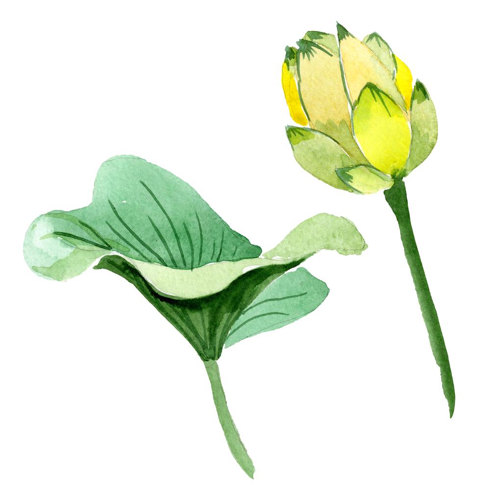 Žlutá Lotosový květ izolované na bílém. Ilustrace akvarel zázemí. Akvarel, kresba módní aquarelle lotus izolované ilustrace prvek - Fotografie, Obrázek