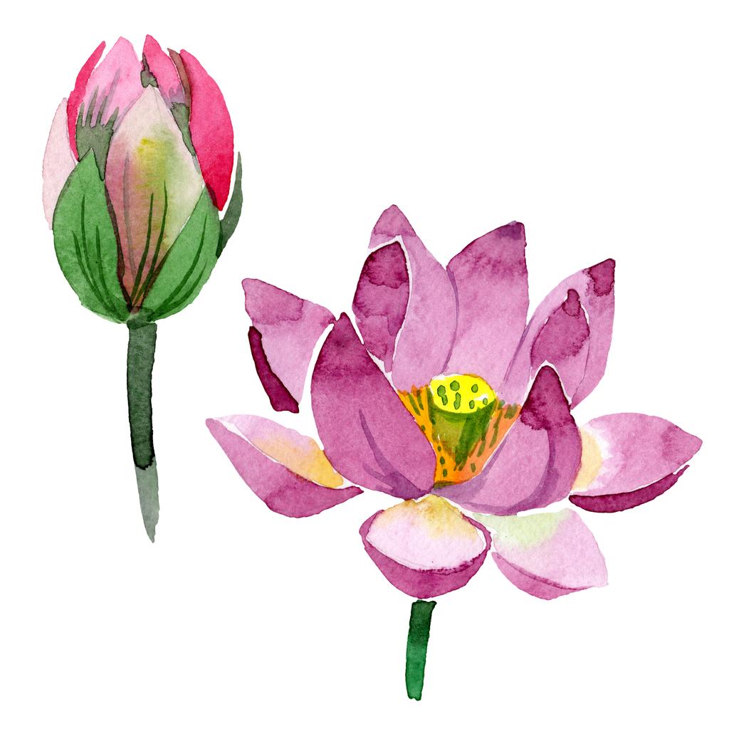 美しい紫の蓮の花は、白で隔離。水彩画背景イラスト。水彩ファッション aquarelle 分離蓮花図要素を描画 - 写真・画像