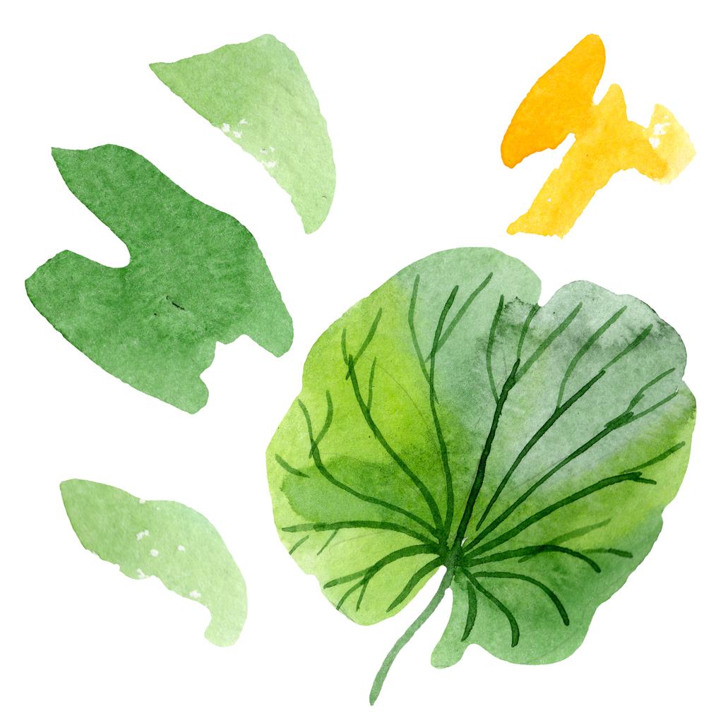 Beautiful green lotus leaf isolated on white. Watercolor background illustration. Watercolour drawing fashion aquarelle isolated illustration element - Photo, Image