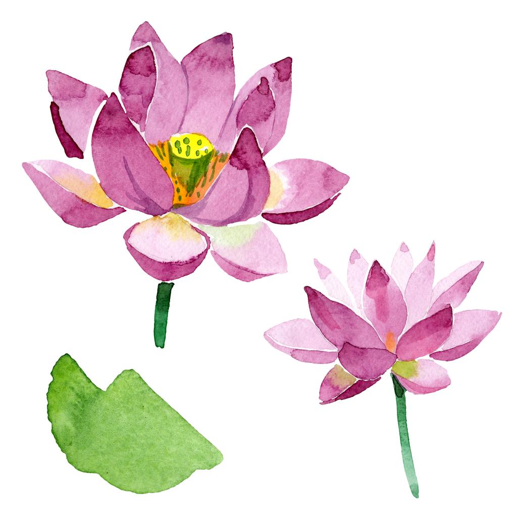 美しい紫の蓮の花は 白で隔離 水彩画背景イラスト 水彩ファッション Aquarelle 分離蓮花図要素を描画 ロイヤリティフリー写真 画像素材