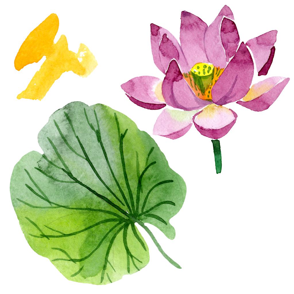 Güzel mor lotus çiçeği beyaz izole. Suluboya arka plan illüstrasyon. Moda aquarelle izole lotus çiçek çizim öğesi çizim suluboya - Fotoğraf, Görsel