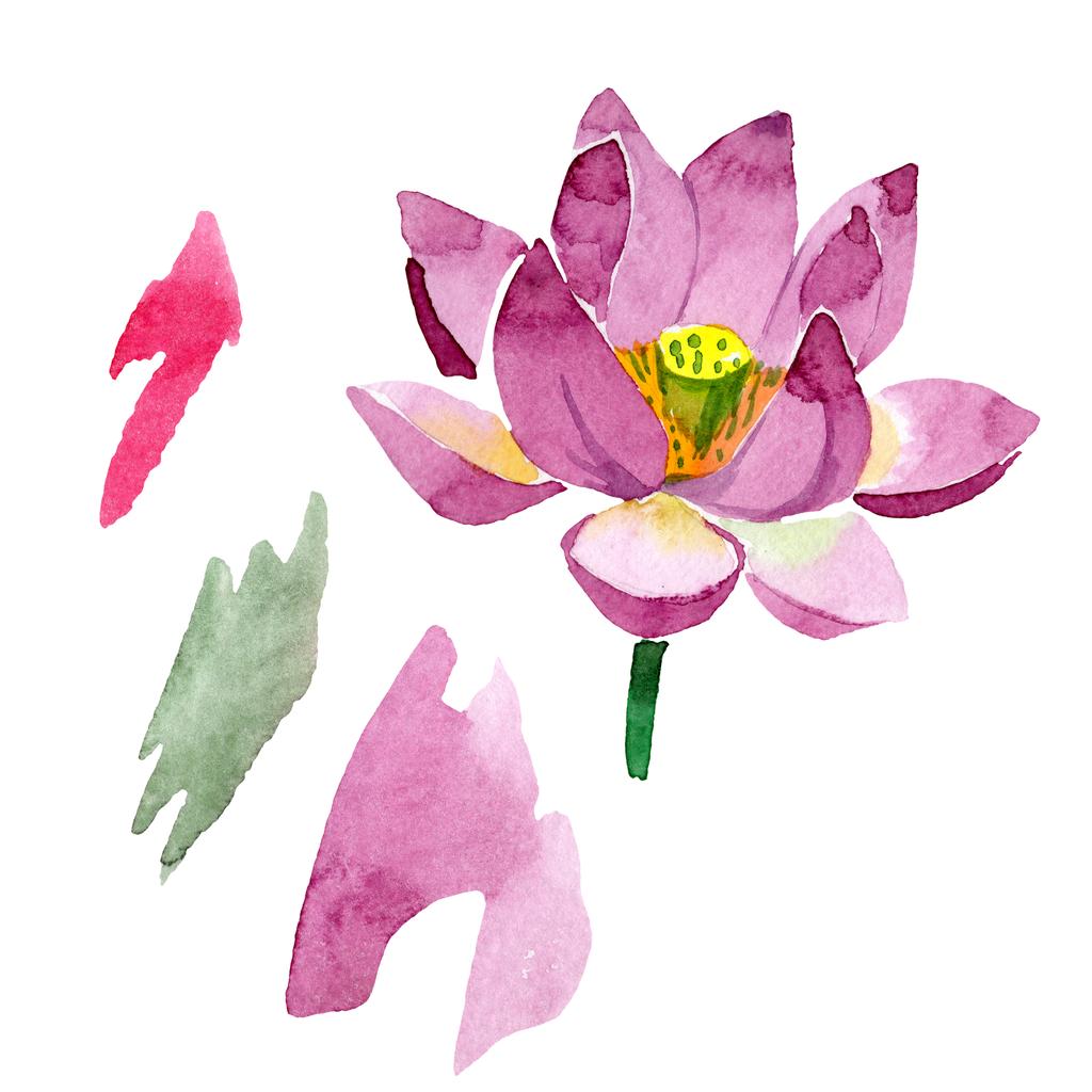 Beautiful Purple Lotus Flower Isolated On White. Free Stock Photo and Image