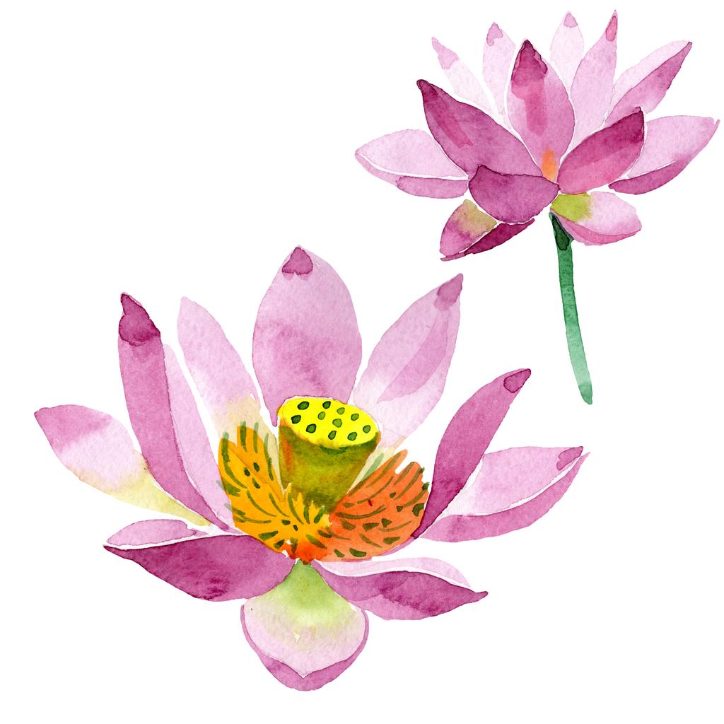 Beautiful purple lotus flowers isolated on white. Watercolor background illustration. Watercolour drawing fashion aquarelle isolated lotus flowers illustration element - Photo, Image