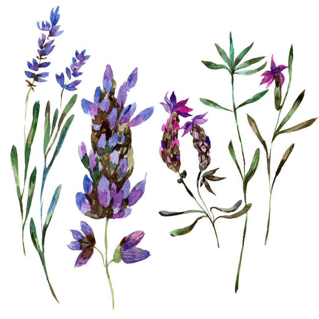 Gyönyörű lila levendula virágok elszigetelt fehér. Akvarell háttér illusztráció. Akvarell, rajz, divat aquarelle elszigetelt lavenders ábra elem. - Fotó, kép