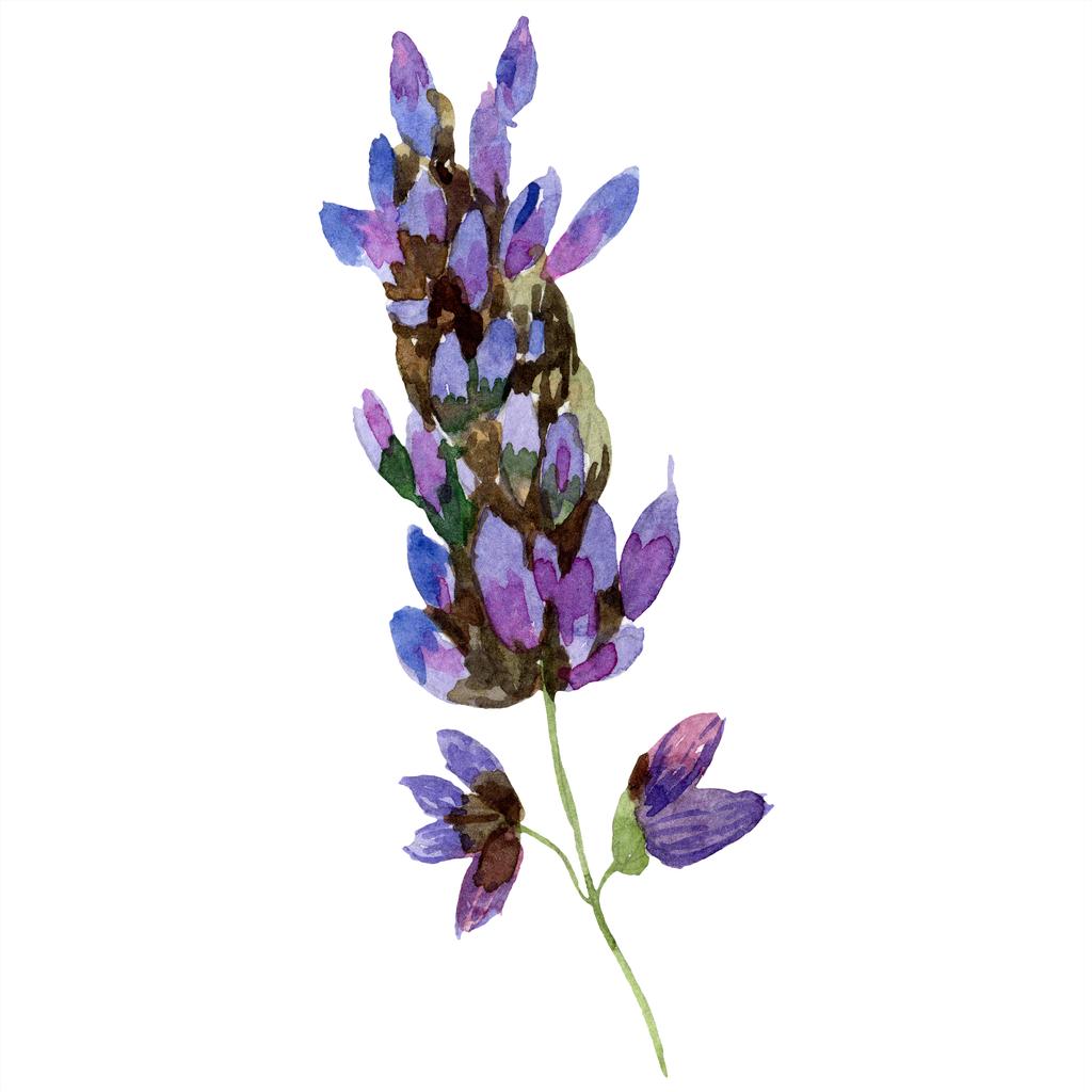 美しい紫のラベンダーの花は白で隔離。水彩画背景イラスト。水彩描画ファッション aquarelle ラベンダーの図要素を分離しました。. - 写真・画像