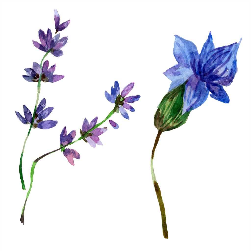 美しい紫色のラベンダーの花は白で隔離。水彩画背景イラスト。水彩ファッション aquarelle 分離ラベンダーの図要素を描画. - 写真・画像