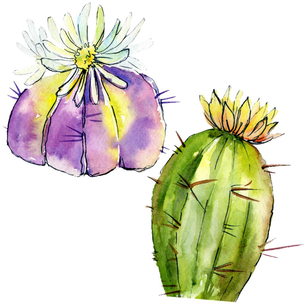 Mooie groene cactussen geïsoleerd op wit. Aquarel achtergrond illustratie. Aquarel tekenen mode aquarelle geïsoleerd cactussen illustratie elementen. - Foto, afbeelding