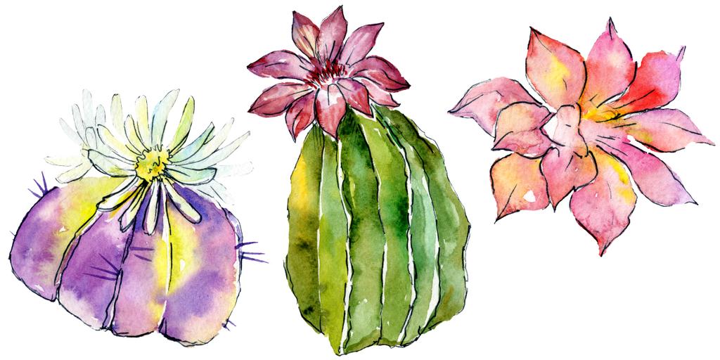 Beautiful green cactuses isolated on white. Watercolor background illustration. Watercolour drawing fashion aquarelle isolated cacti illustration elements. - Photo, Image