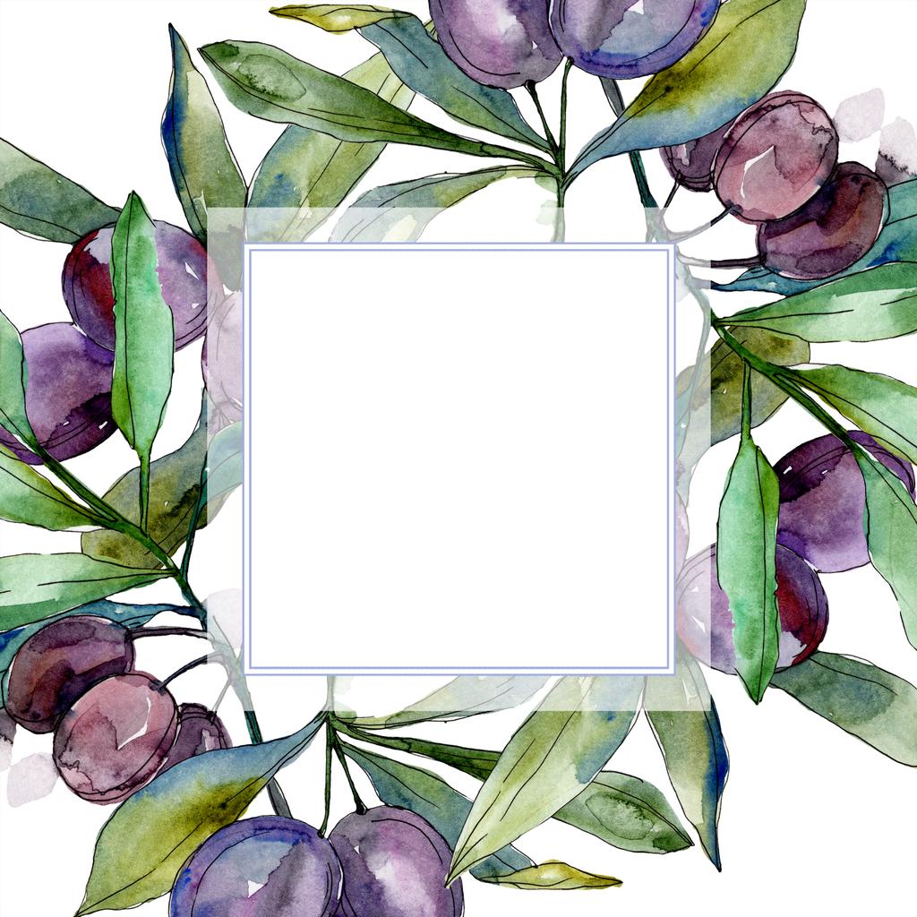 Fekete olajbogyó, ágak, zöld levelekkel. Botanikus kert virágos lombozat. Akvarell illusztráció a fehér háttér előtt. Négyzet alakú keret. - Fotó, kép