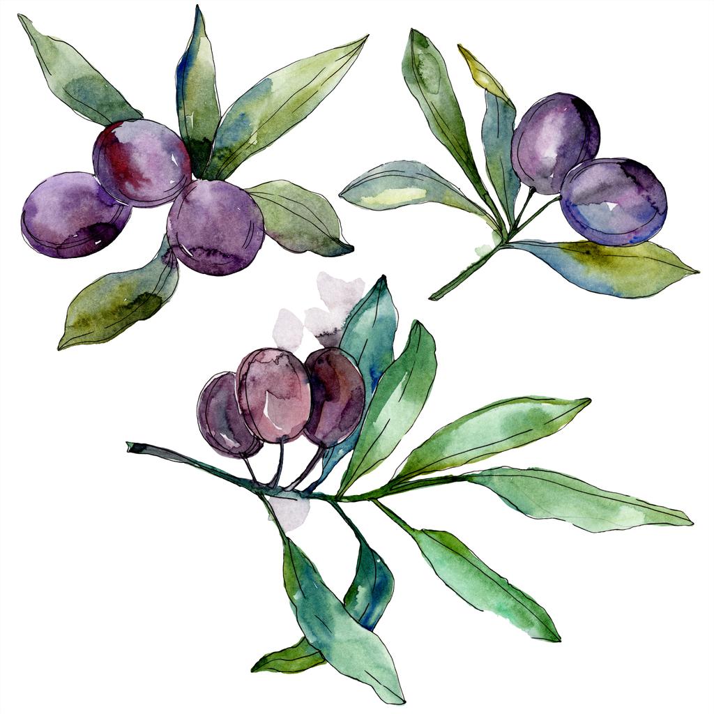 Olives on branches with green leaves. Botanical garden floral foliage. Isolated olives illustration element. Watercolor background illustration. - Photo, Image