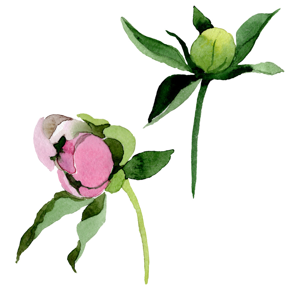 Όμορφο ροζ παιωνία λουλούδι και οφθαλμός που απομονώνονται σε λευκό φόντο. Ακουαρέλα σχεδίασης μόδας ακουαρέλα. Απομονωμένη παιωνία λουλούδι εικονογράφηση στοιχείο. - Φωτογραφία, εικόνα