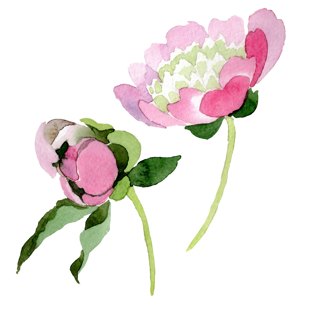 Hermosas flores de peonía rosa aisladas sobre fondo blanco. Acuarela dibujo moda aquarelle. Elemento ilustrativo de flores de peonía aisladas
. - Foto, imagen
