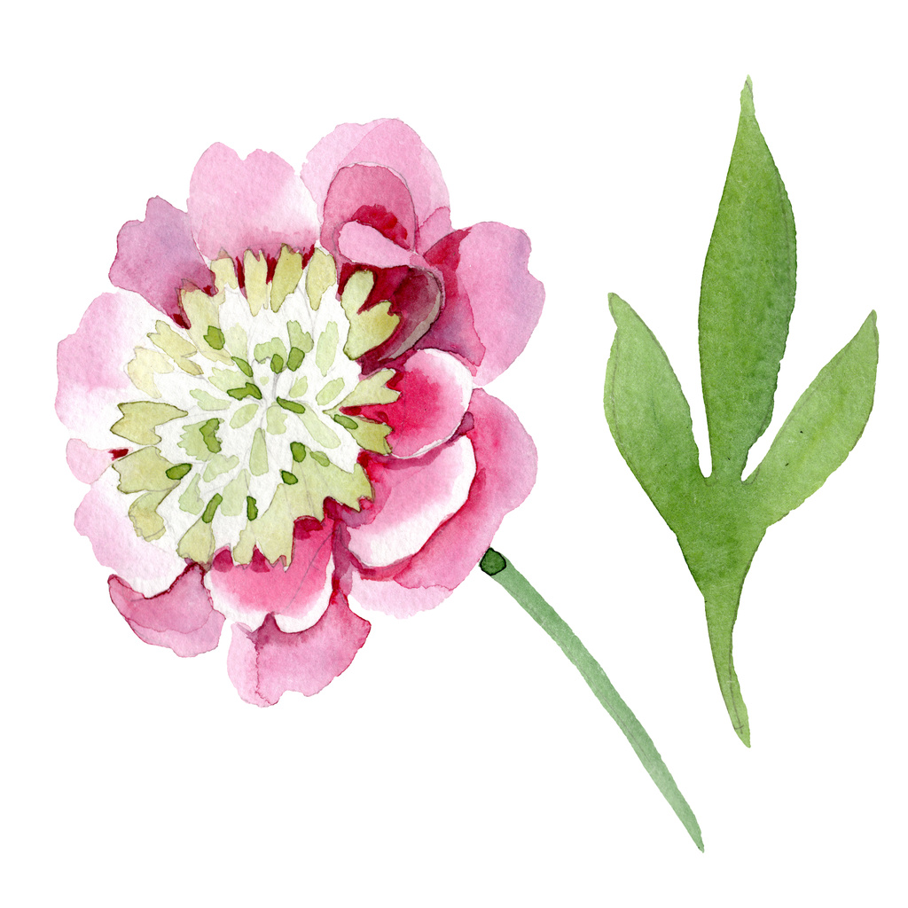 Beautiful pink peony flower isolated on white background. Watercolour drawing fashion aquarelle. Isolated peony flower illustration element. - Photo, Image